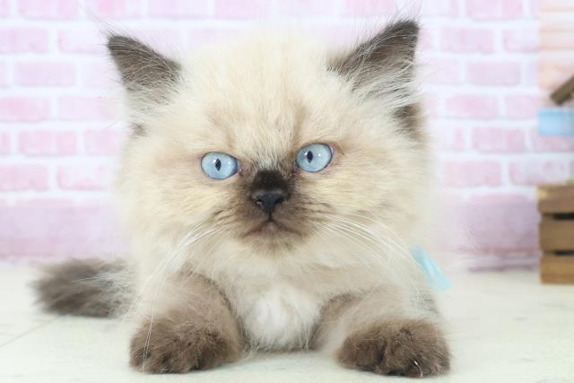 熊本県のヒマラヤン (Coo&RIKUイオンモール宇城店/2025年8月4日生まれ/男の子/シールポイント)の子猫