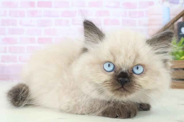 熊本県のヒマラヤン (Coo&RIKUイオンモール宇城店/2025年8月4日生まれ/男の子/シールポイント)の子猫の2枚目の画像