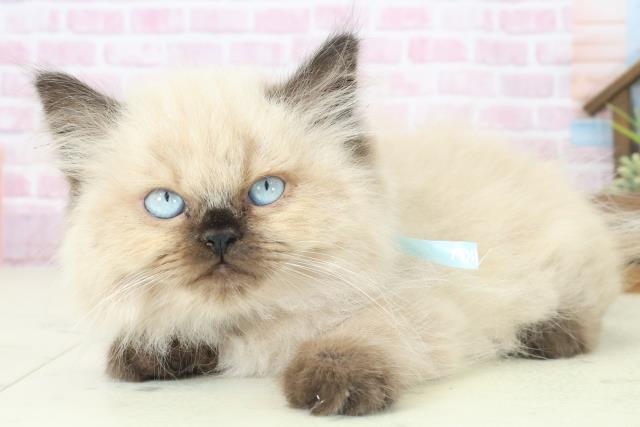 熊本県のヒマラヤン (Coo&RIKUイオンモール宇城店/2025年8月4日生まれ/男の子/シールポイント)の子猫の3枚目の画像