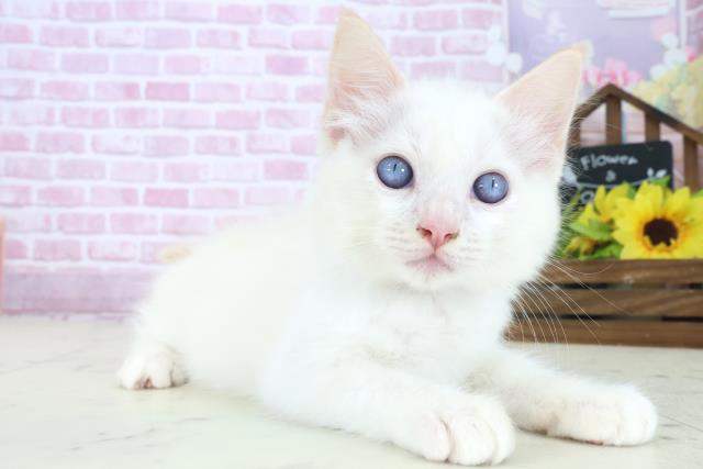 長崎県のラグドール (Coo&RIKU長崎浜町店/2025年8月13日生まれ/男の子/クリームポイント)の子猫の2枚目の画像