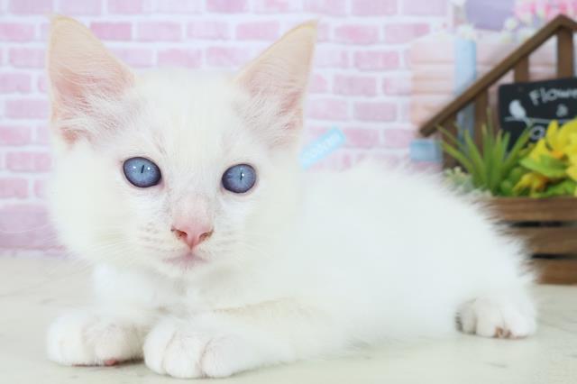 長崎県のラグドール (Coo&RIKU長崎浜町店/2025年8月13日生まれ/男の子/クリームポイント)の子猫の3枚目の画像
