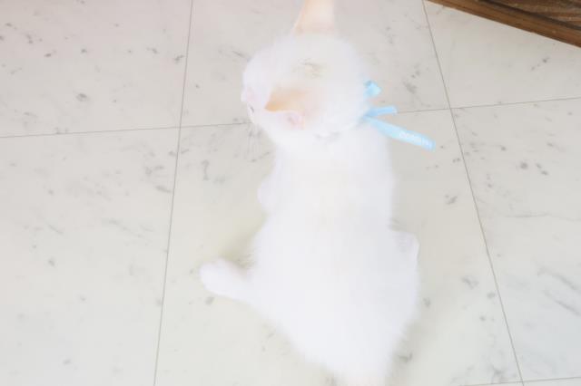 長崎県のラグドール (Coo&RIKU長崎浜町店/2025年8月13日生まれ/男の子/クリームポイント)の子猫の4枚目の画像