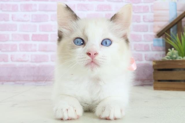 鹿児島県のラグドール (Coo&RIKU鹿屋店/2025年8月13日生まれ/女の子/シールポイントバイカラー)の子猫の1枚目の画像