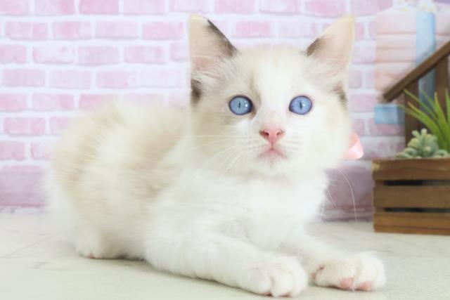 鹿児島県のラグドール (Coo&RIKU鹿屋店/2025年8月13日生まれ/女の子/シールポイントバイカラー)の子猫の2枚目の画像