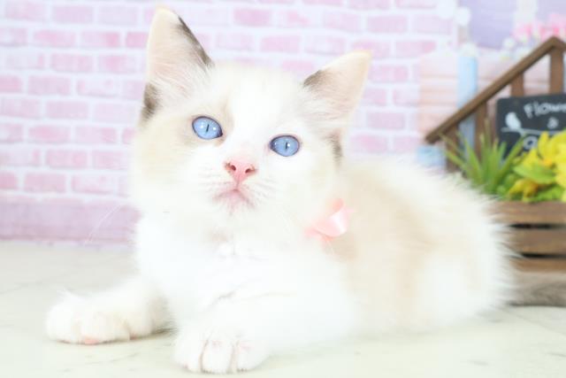 鹿児島県のラグドール (Coo&RIKU鹿屋店/2025年8月13日生まれ/女の子/シールポイントバイカラー)の子猫の3枚目の画像