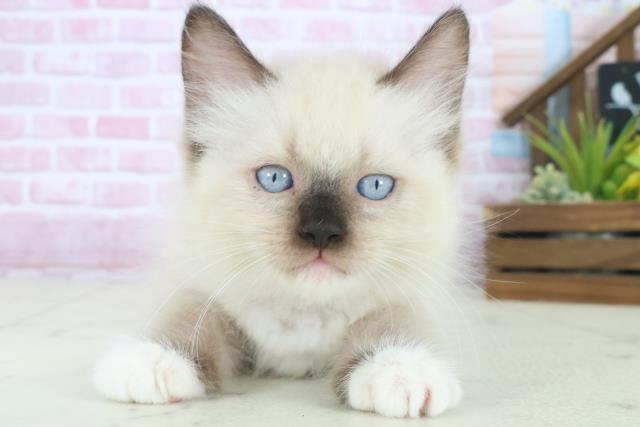 大分県のラグドール (Coo&RIKU大分店/2025年8月16日生まれ/女の子/シールポイントミテッド)の子猫の1枚目の画像