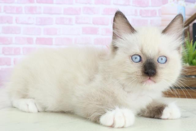 大分県のラグドール (Coo&RIKU大分店/2025年8月16日生まれ/女の子/シールポイントミテッド)の子猫の2枚目の画像