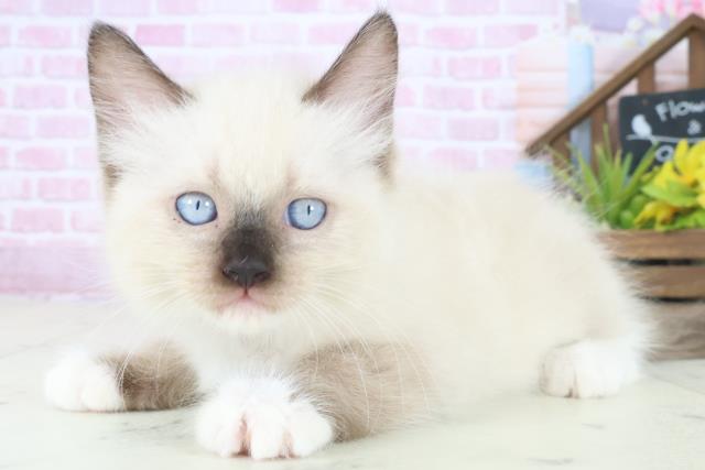 大分県のラグドール (Coo&RIKU大分店/2025年8月16日生まれ/女の子/シールポイントミテッド)の子猫の3枚目の画像