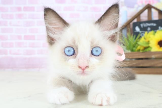 福岡県のラグドール (Coo&RIKU福岡東店/2025年8月16日生まれ/女の子/シールポイントバイカラー)の子猫の1枚目の画像