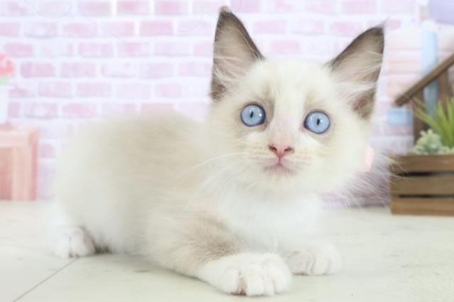 福岡県のラグドール (Coo&RIKU福岡東店/2025年8月16日生まれ/女の子/シールポイントバイカラー)の子猫の2枚目の画像
