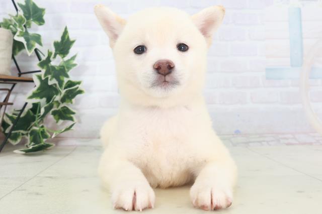 柴犬
