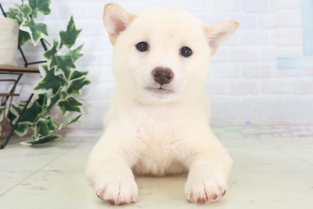 柴犬