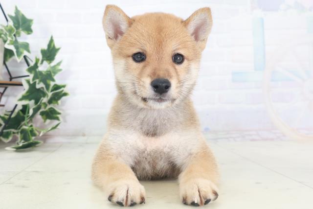 柴犬