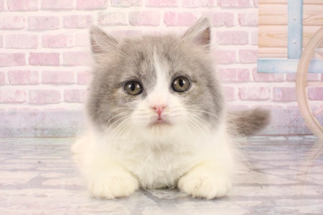 ブリティッシュロングヘアー