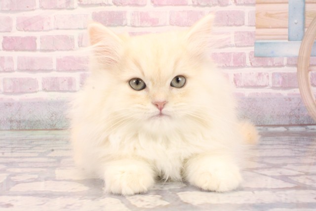 京都府のサイベリアン (Coo&RIKU京都河原町店/2025年8月1日生まれ/男の子/クリームタビー)の子猫
