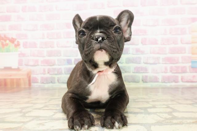 東京都のフレンチブルドッグ (Coo&RIKU板橋店/2025年8月17日生まれ/女の子/ブリンドル)の子犬の1枚目の画像