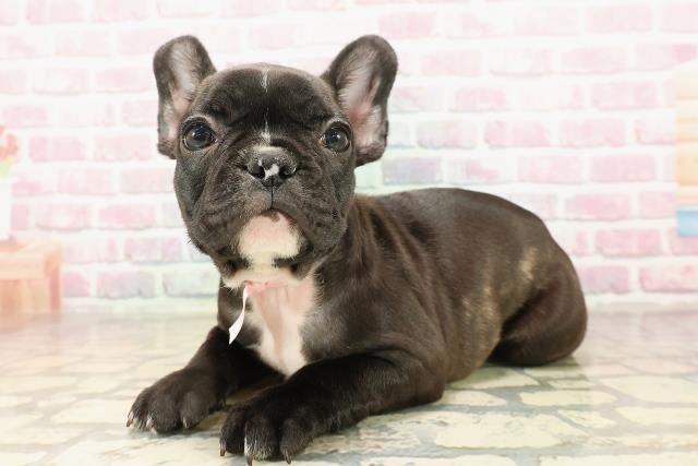 東京都のフレンチブルドッグ (Coo&RIKU板橋店/2025年8月17日生まれ/女の子/ブリンドル)の子犬の2枚目の画像