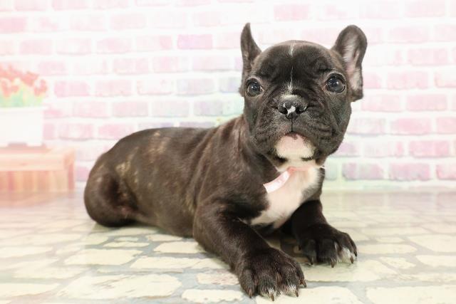 東京都のフレンチブルドッグ (Coo&RIKU板橋店/2025年8月17日生まれ/女の子/ブリンドル)の子犬の3枚目の画像