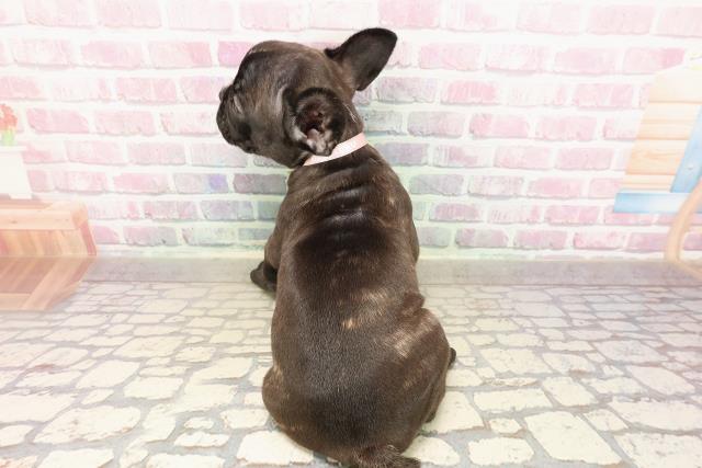 東京都のフレンチブルドッグ (Coo&RIKU板橋店/2025年8月17日生まれ/女の子/ブリンドル)の子犬の4枚目の画像