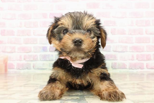 北海道のヨークシャーテリア (Coo&RIKU札幌東店/2025年8月14日生まれ/女の子/スチールブルータン)の子犬の1枚目の画像