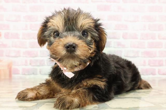 北海道のヨークシャーテリア (Coo&RIKU札幌東店/2025年8月14日生まれ/女の子/スチールブルータン)の子犬の2枚目の画像