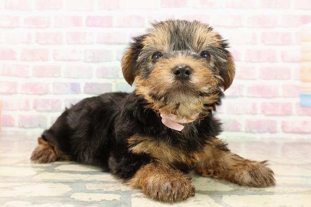 北海道のヨークシャーテリア (Coo&RIKU札幌東店/2025年8月14日生まれ/女の子/スチールブルータン)の子犬の3枚目の画像