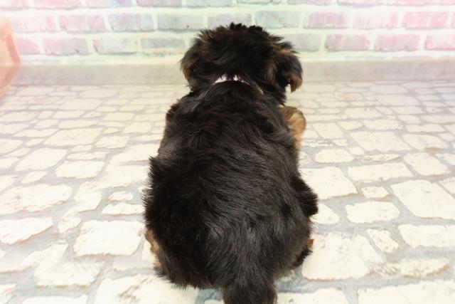 北海道のヨークシャーテリア (Coo&RIKU札幌東店/2025年8月14日生まれ/女の子/スチールブルータン)の子犬の4枚目の画像