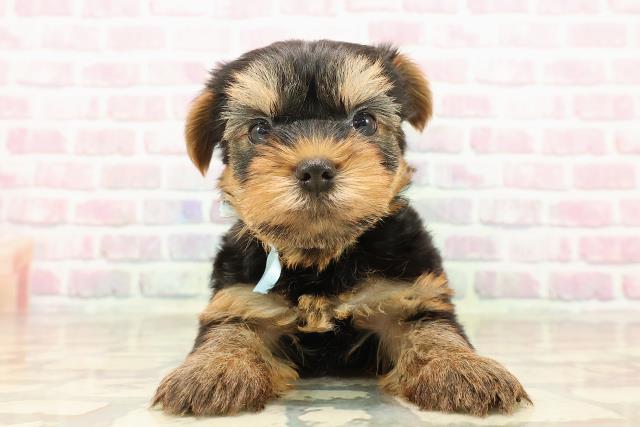 北海道のヨークシャーテリア (Coo&RIKU北見店/2025年8月14日生まれ/男の子/スチールブルータン)の子犬