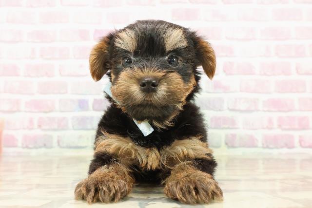 福井県のヨークシャーテリア (Coo&RIKU福井店/2025年8月14日生まれ/男の子/スチールブルータン)の子犬