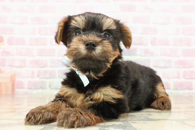 福井県のヨークシャーテリア (Coo&RIKU福井店/2025年8月14日生まれ/男の子/スチールブルータン)の子犬の2枚目の画像