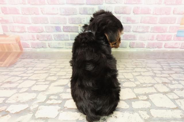 福井県のヨークシャーテリア (Coo&RIKU福井店/2025年8月14日生まれ/男の子/スチールブルータン)の子犬の4枚目の画像
