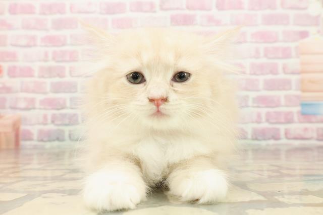 東京都のラガマフィン (Coo&RIKU東久留米店/2025年8月11日生まれ/女の子/クリームタビーホワイト)の子猫