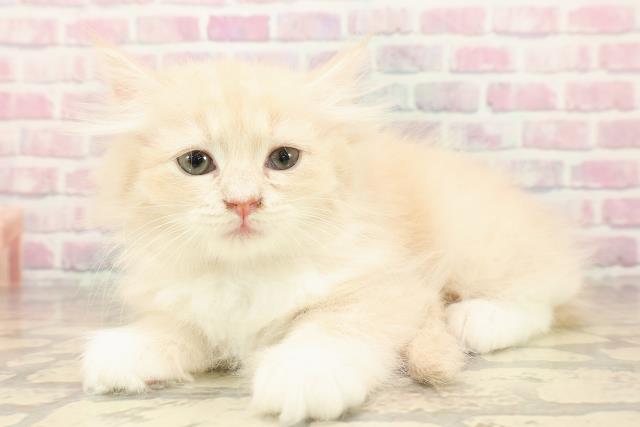 東京都のラガマフィン (Coo&RIKU東久留米店/2025年8月11日生まれ/女の子/クリームタビーホワイト)の子猫の2枚目の画像