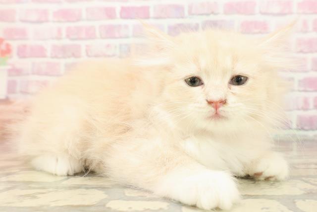 東京都のラガマフィン (Coo&RIKU東久留米店/2025年8月11日生まれ/女の子/クリームタビーホワイト)の子猫の3枚目の画像