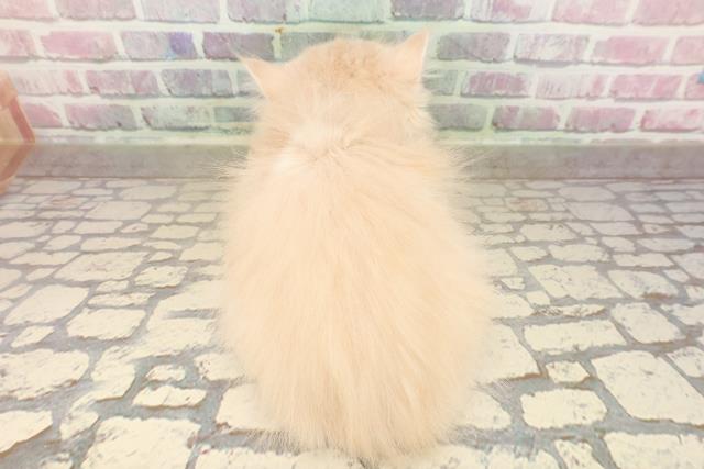 東京都のラガマフィン (Coo&RIKU東久留米店/2025年8月11日生まれ/女の子/クリームタビーホワイト)の子猫の4枚目の画像