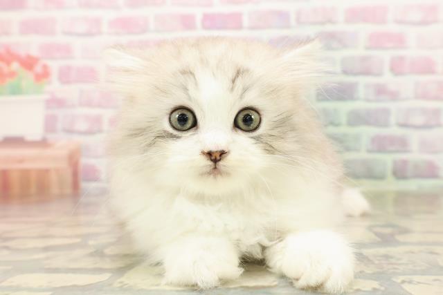 東京都のラガマフィン (Coo&RIKU吉祥寺店/2025年8月11日生まれ/女の子/シルバータビーホワイト)の子猫の1枚目の画像