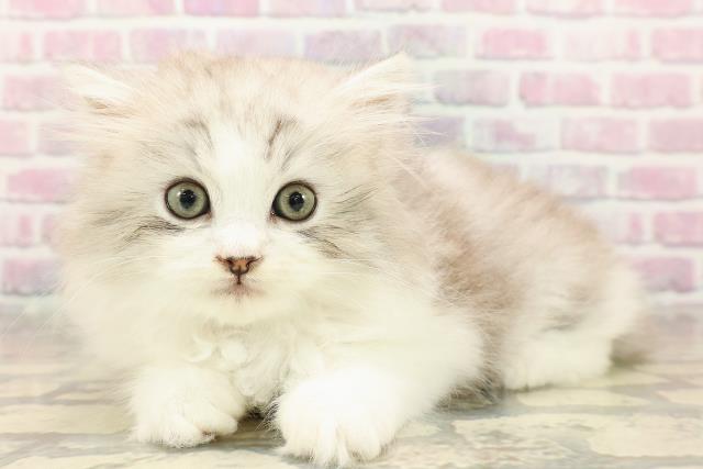 東京都のラガマフィン (Coo&RIKU吉祥寺店/2025年8月11日生まれ/女の子/シルバータビーホワイト)の子猫の2枚目の画像