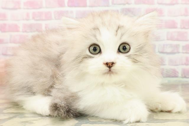 東京都のラガマフィン (Coo&RIKU吉祥寺店/2025年8月11日生まれ/女の子/シルバータビーホワイト)の子猫の3枚目の画像
