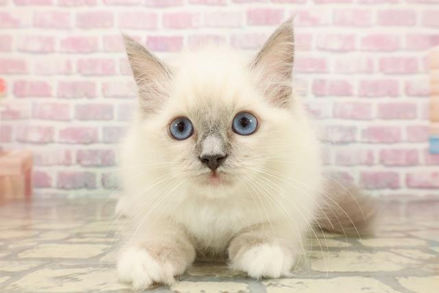 青森県のラグドール (Coo&RIKU青森店/2025年7月20日生まれ/女の子/ブルーポイントミテッド)の子猫の1枚目の画像