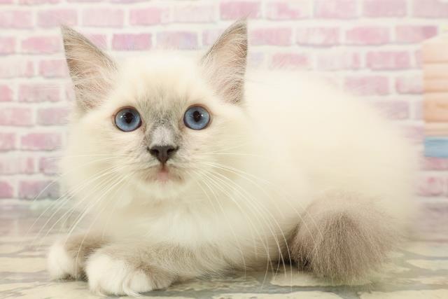 青森県のラグドール (Coo&RIKU青森店/2025年7月20日生まれ/女の子/ブルーポイントミテッド)の子猫の2枚目の画像