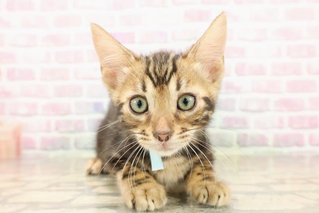 青森県のベンガル (Coo&RIKU弘前店/2025年8月14日生まれ/男の子/ブラウンマーブルタビー)の子猫の1枚目の画像