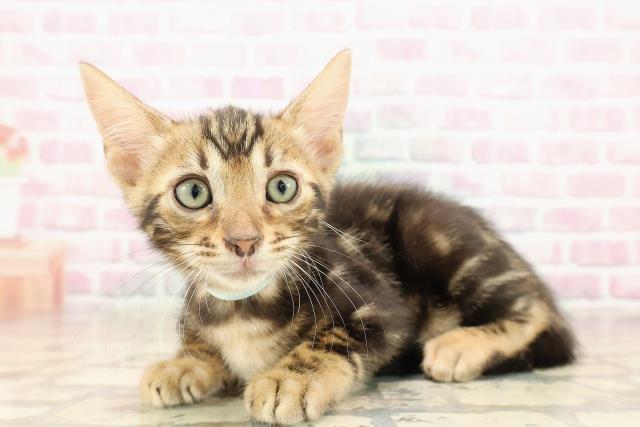 青森県のベンガル (Coo&RIKU弘前店/2025年8月14日生まれ/男の子/ブラウンマーブルタビー)の子猫の2枚目の画像