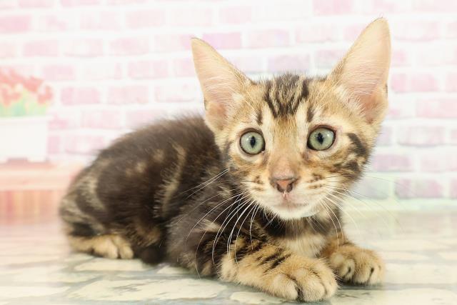 青森県のベンガル (Coo&RIKU弘前店/2025年8月14日生まれ/男の子/ブラウンマーブルタビー)の子猫の3枚目の画像