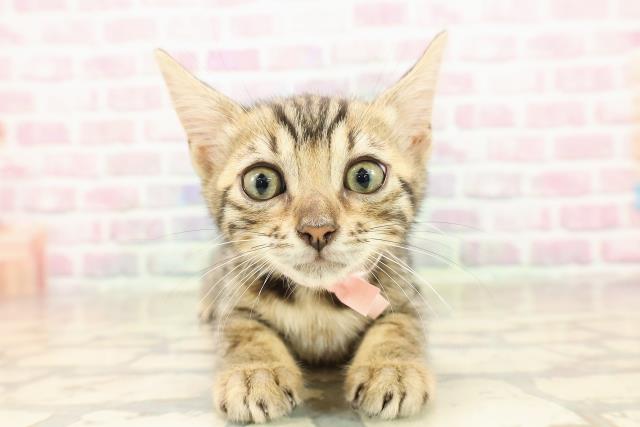 北海道のベンガル (Coo&RIKU札幌西店/2025年8月14日生まれ/女の子/ブラウンスポットタビー)の子猫の1枚目の画像