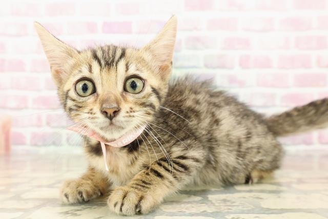 北海道のベンガル (Coo&RIKU札幌西店/2025年8月14日生まれ/女の子/ブラウンスポットタビー)の子猫の2枚目の画像