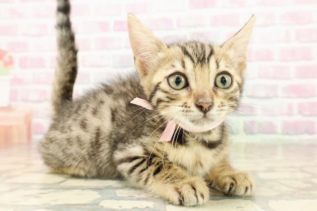 北海道のベンガル (Coo&RIKU札幌西店/2025年8月14日生まれ/女の子/ブラウンスポットタビー)の子猫の3枚目の画像