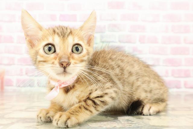 北海道のベンガル (Coo&RIKU函館店/2025年8月14日生まれ/女の子/ブラウンスポットタビー)の子猫の2枚目の画像