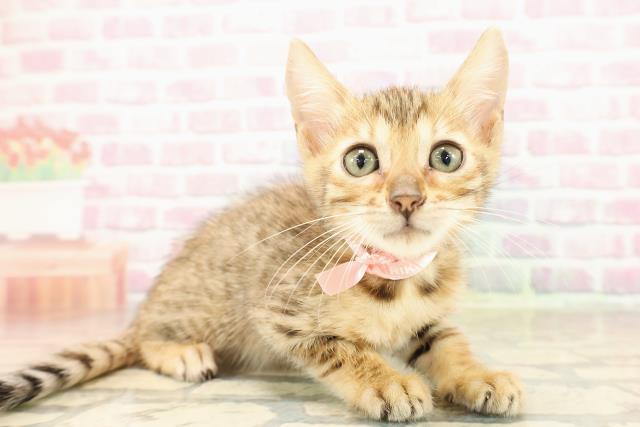 北海道のベンガル (Coo&RIKU函館店/2025年8月14日生まれ/女の子/ブラウンスポットタビー)の子猫の3枚目の画像