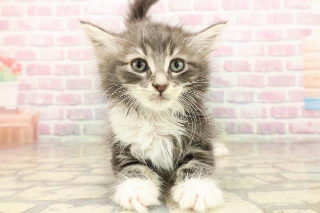 青森県のメインクーン (Coo&RIKU弘前店/2025年8月15日生まれ/男の子/ブルータビーホワイト)の子猫の1枚目の画像