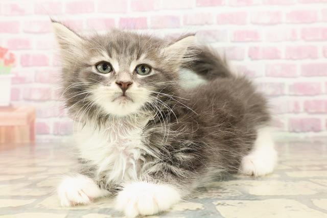 青森県のメインクーン (Coo&RIKU弘前店/2025年8月15日生まれ/男の子/ブルータビーホワイト)の子猫の2枚目の画像